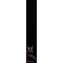 Gato negro 3