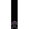 Chien gris 2