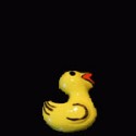  Yellow duck 1