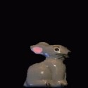 Conejo gris 1